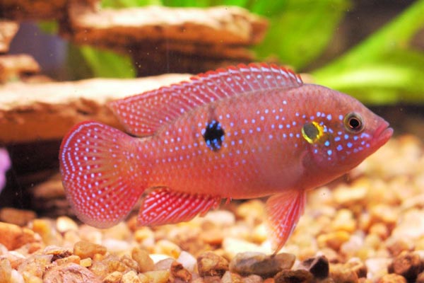 Хромис-красавец (Hemichromis bimaculatus)