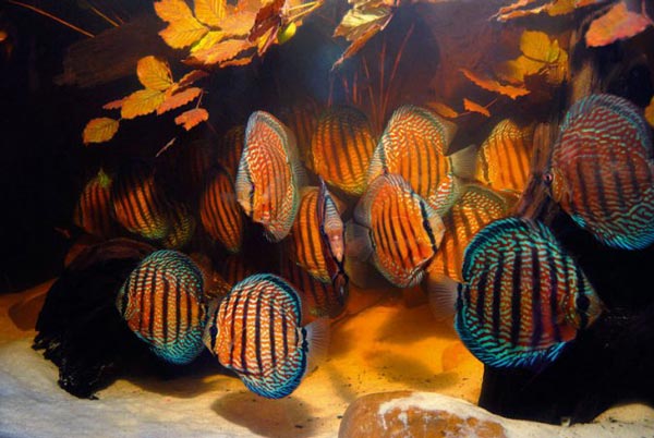 дискус Хекеля — Symphysodon discus Heckel) 