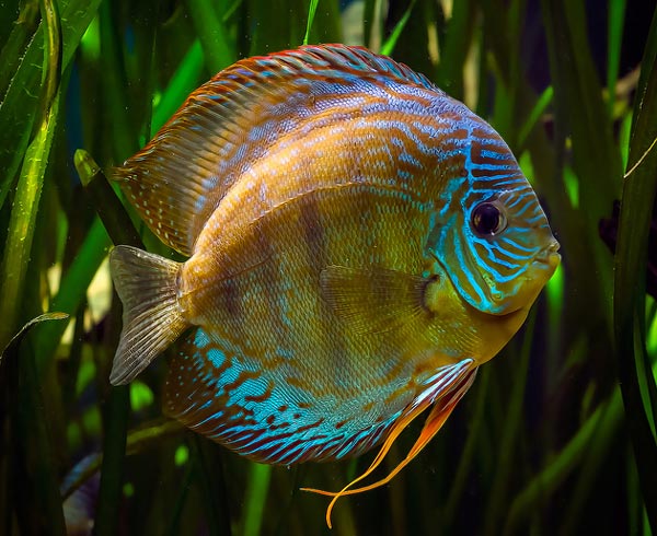 Зеленый дискус (S. a. aequifasciatus)