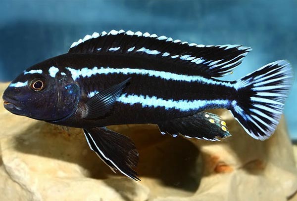 Меланохромис Йохана (Melanochromis johanni)