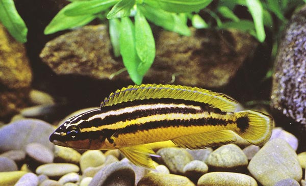 Золотой попугай (Julidochromis ornatus)