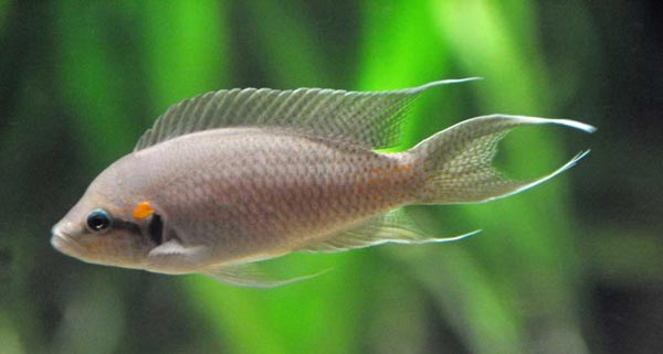 Принцесса Бурунди (Lamprologus brichardi)