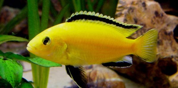 Колибри (Labidochromis caeruleus)