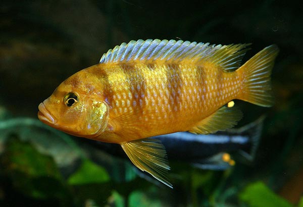 Псевдотрофеус Ломбарде (Pseudotropheus lombardoi)