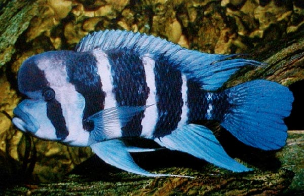 Королева Танганьики, или Цифотиляпия фронтоза (Cyphotilapia frontosa)