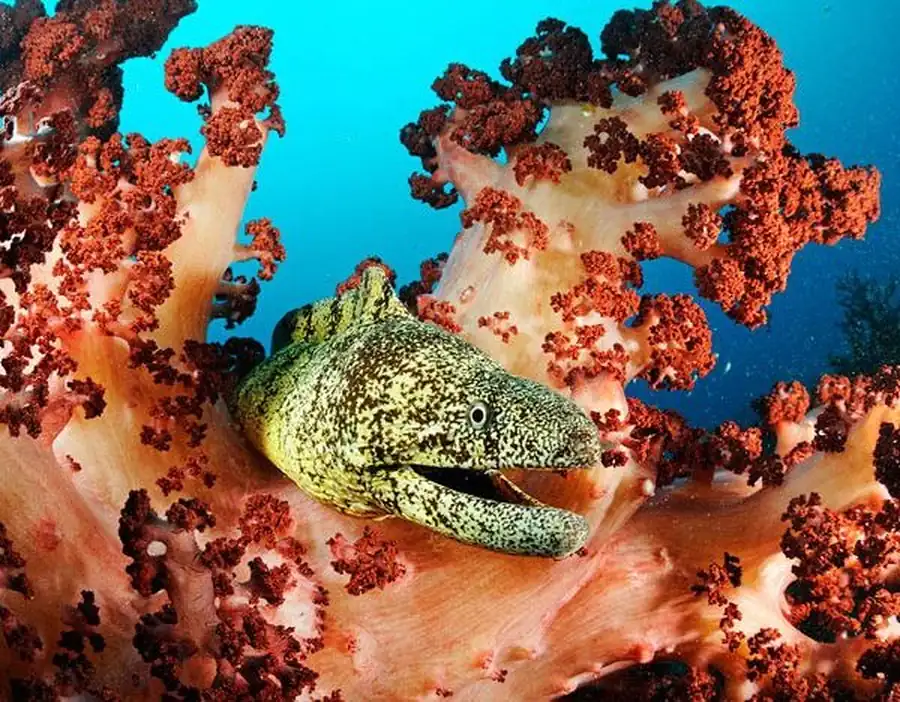 Исследованием фауны изопод дальневосточных морей Исследованием фауны изопод дальневосточных морей