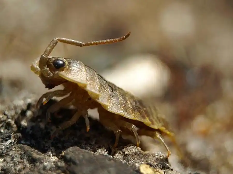 Методы исследования изопод Методы исследования изопод