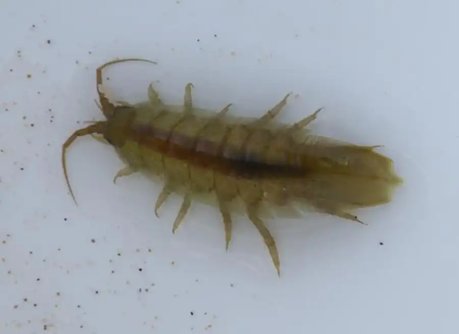 Род Caecijaera Menzies, 1951а Род Caecijaera Menzies, 1951а