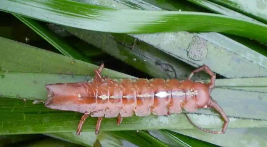 Caecijaera (Caecijaerella) derjugini Kussakin, 1962 Caecijaera (Caecijaerella) derjugini Kussakin, 1962