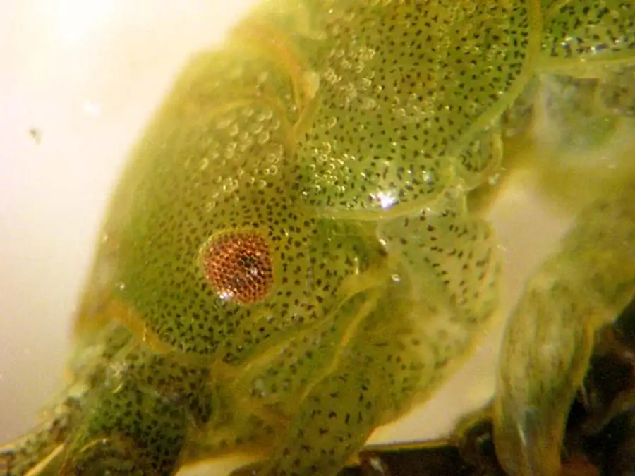 Семейство MUNNIDAE G.O. Sars, 1899 Семейство MUNNIDAE G.O. Sars, 1899