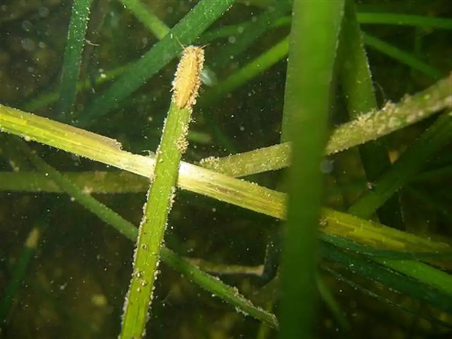 Munna serrata Kussakin, 1962 Munna serrata Kussakin, 1962