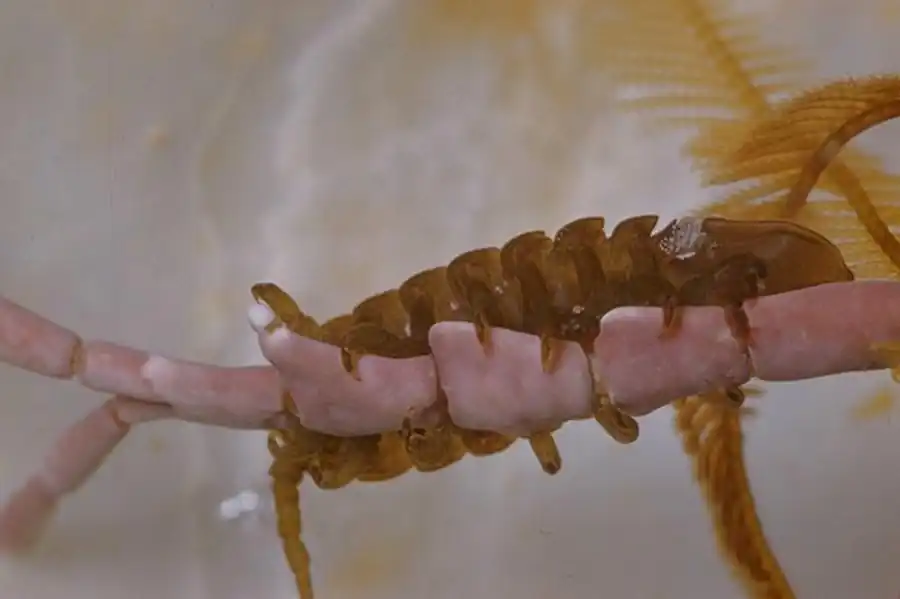 Munna stephenseni Gurjanova, 1933 Munna stephenseni Gurjanova, 1933