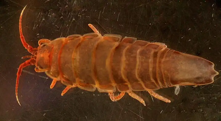 Munna makarovi Rostomov, 1987 Munna makarovi Rostomov, 1987