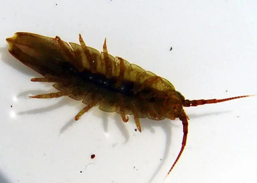 Munna subneglecta Gurjanova, 1936 Munna subneglecta Gurjanova, 1936