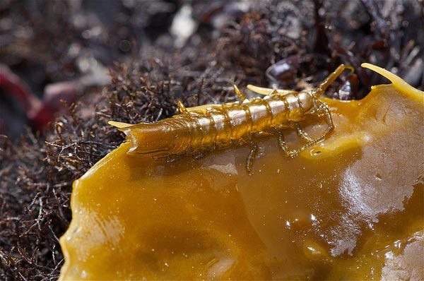 Семейство PARAMUNNIDAE Vanhoeffen, 1914