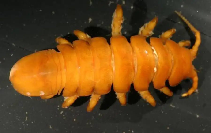 Pleurogonium inerme orientate Kussakin, 1962 Pleurogonium inerme orientate Kussakin, 1962