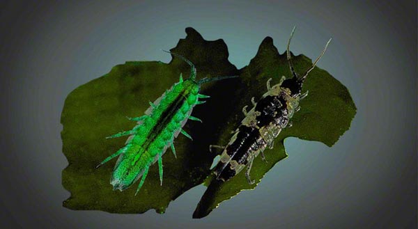 Семейство DESMOSOMATIDAE G.O. Sars, 1899