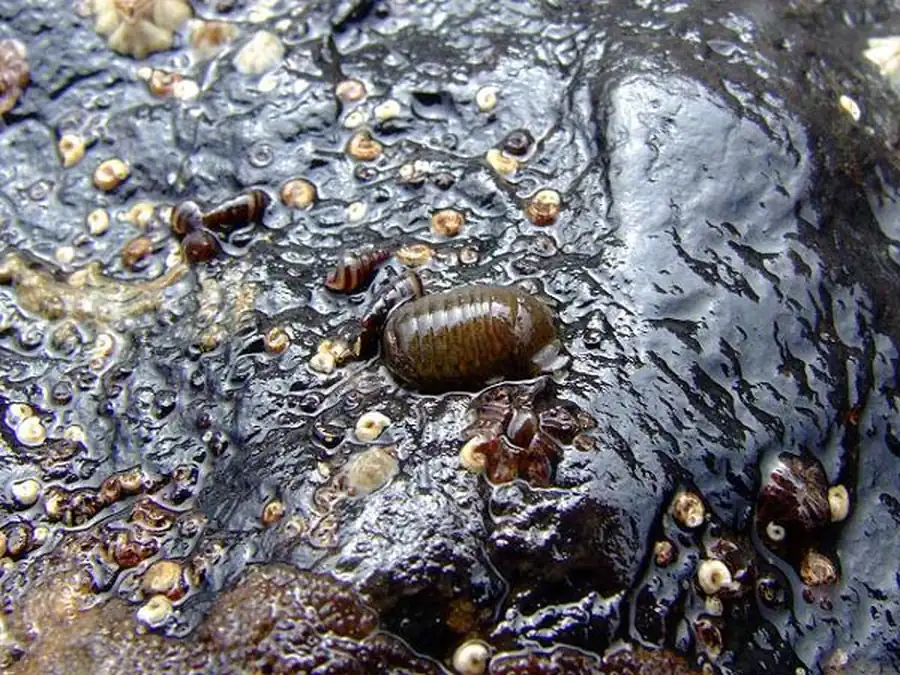 Классификация изопод Классификация изопод