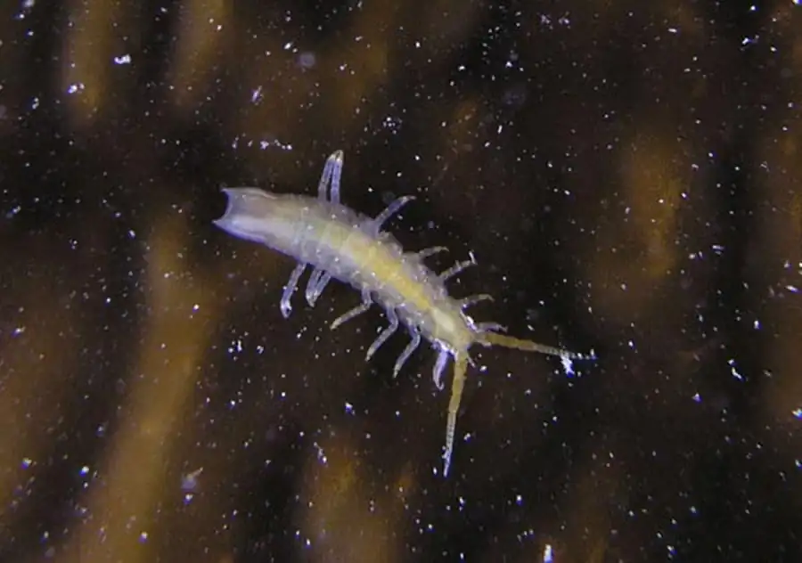 Подсемейство DESMOSOMATINAE G.O. Sars, 1899 Подсемейство DESMOSOMATINAE G.O. Sars, 1899