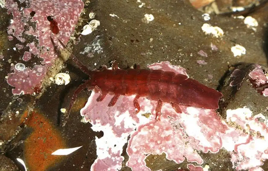 Род Eugerda Meinert, 1890 Род Eugerda Meinert, 1890