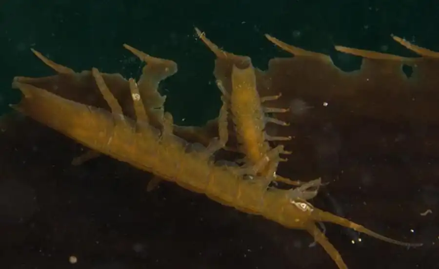 Род Desmosoma G.O. Sars, 1864 Род Desmosoma G.O. Sars, 1864