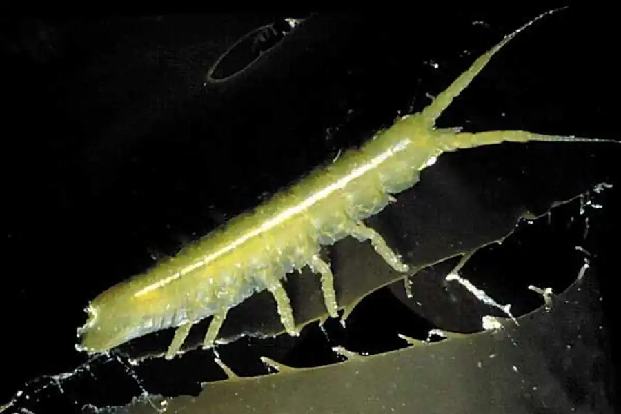 Подсемейство EUGERDELLATINAE Hessler, 1970 Подсемейство EUGERDELLATINAE Hessler, 1970