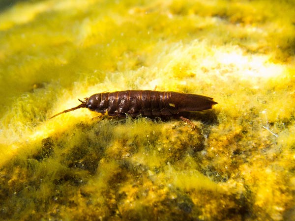 Семейство MUNNOPSIDAE Lilljeborg, 1864