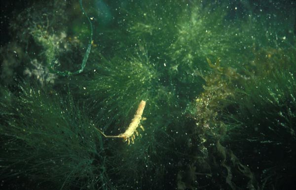 Подсемейство EURYCOPINAE Hansen, 1916