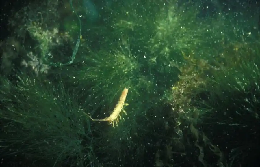 Подсемейство EURYCOPINAE Hansen, 1916 Подсемейство EURYCOPINAE Hansen, 1916