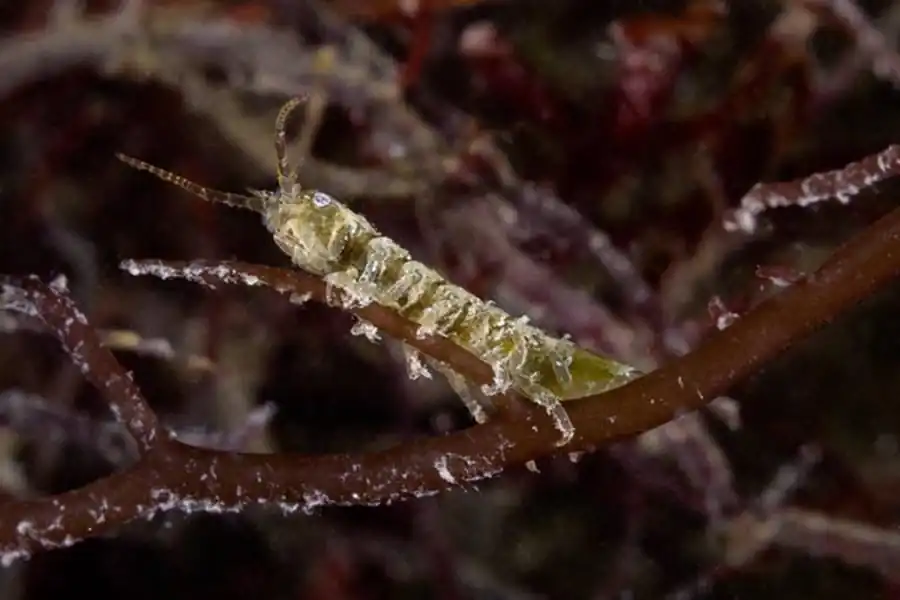 Eurycope spinifrons Gurjanova, 1933 Eurycope spinifrons Gurjanova, 1933