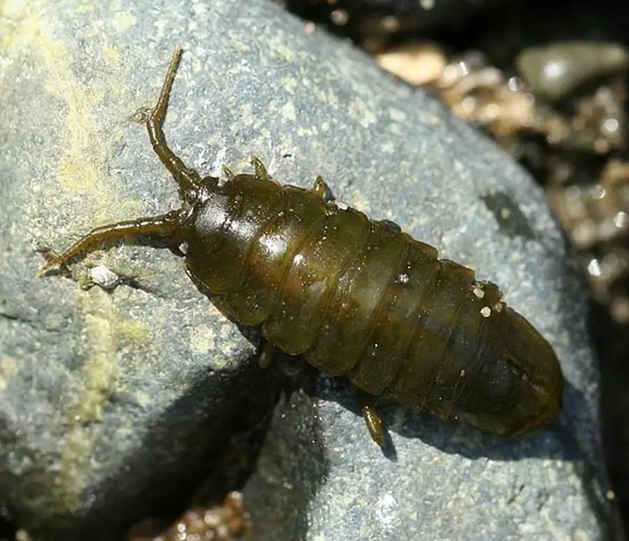 Род Baeonectes Wilson, 1982 Род Baeonectes Wilson, 1982