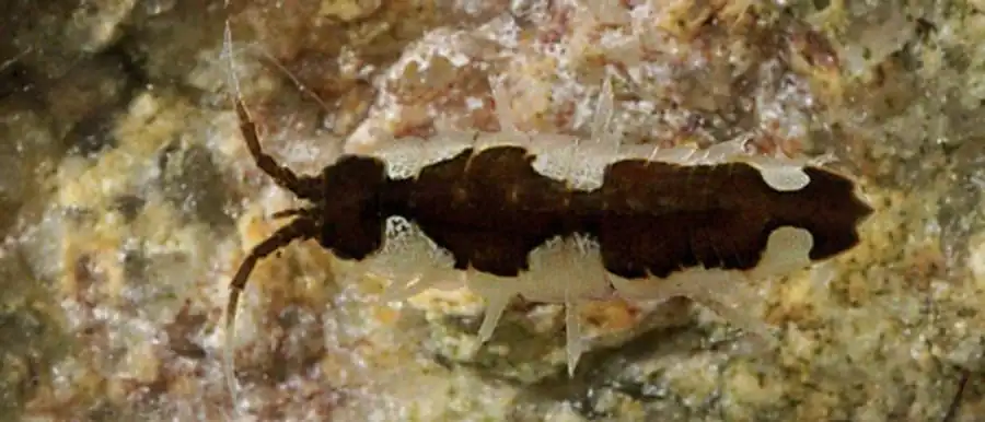 Подсемейство ILYARACHNINAE Hansen, 1916 Подсемейство ILYARACHNINAE Hansen, 1916