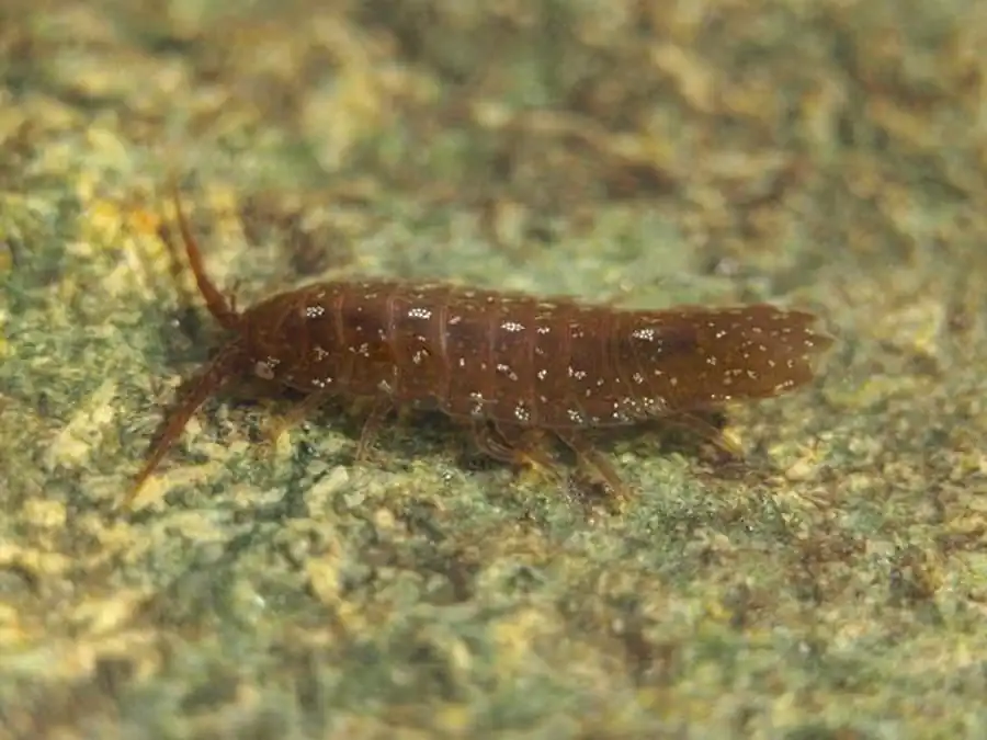 Hyarachna zachsi Gurjanova, 1933 Hyarachna zachsi Gurjanova, 1933