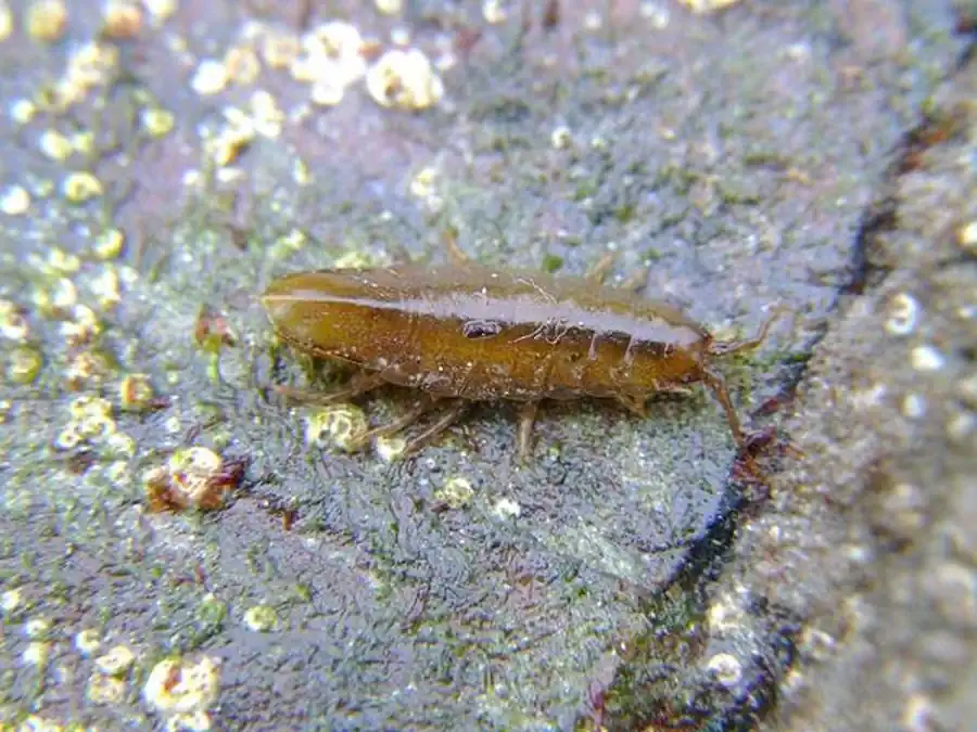 Система высших таксонов Isopoda