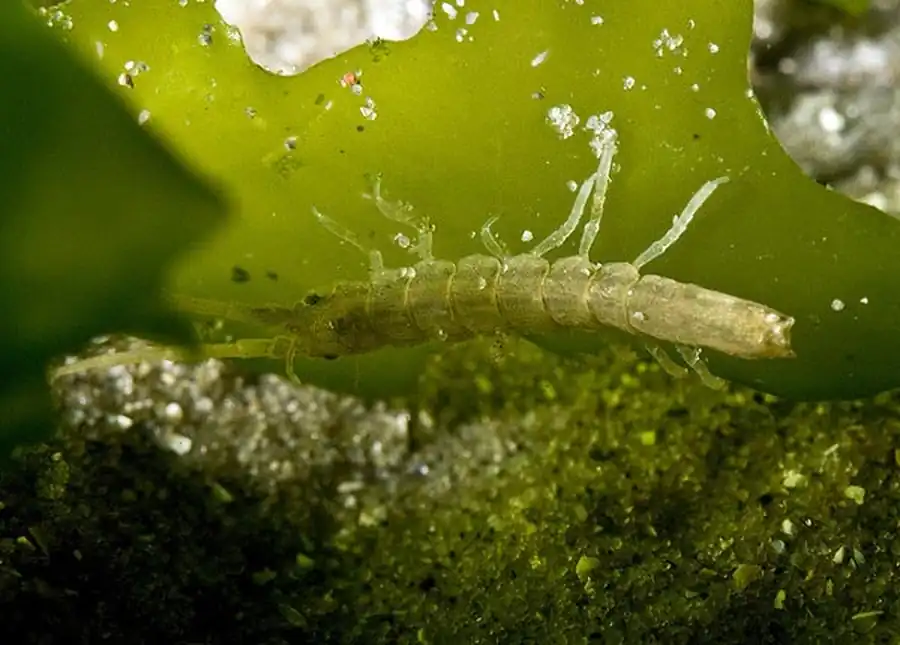 v Hyarachna kurilensis Kussakin et Mezhov, 1979