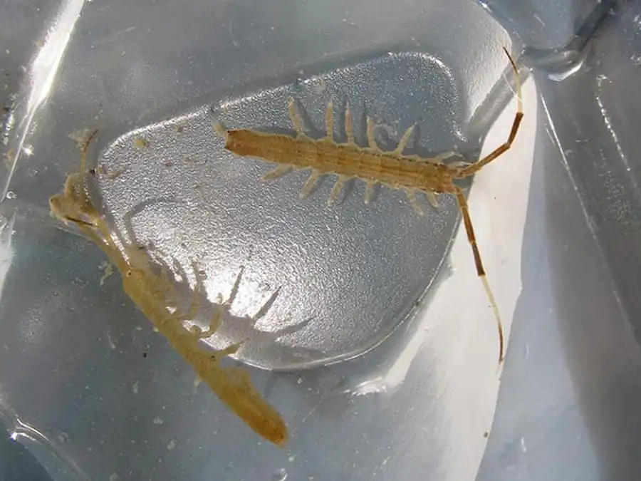 Incertae sedis 1. Род Munnopsurus Richardson, 1912 Incertae sedis 1. Род Munnopsurus Richardson, 1912