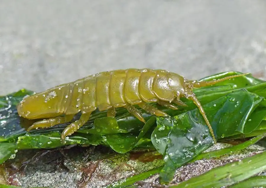 Подотряд ONISCIDEA Latreille, 1803 Подотряд ONISCIDEA Latreille, 1803