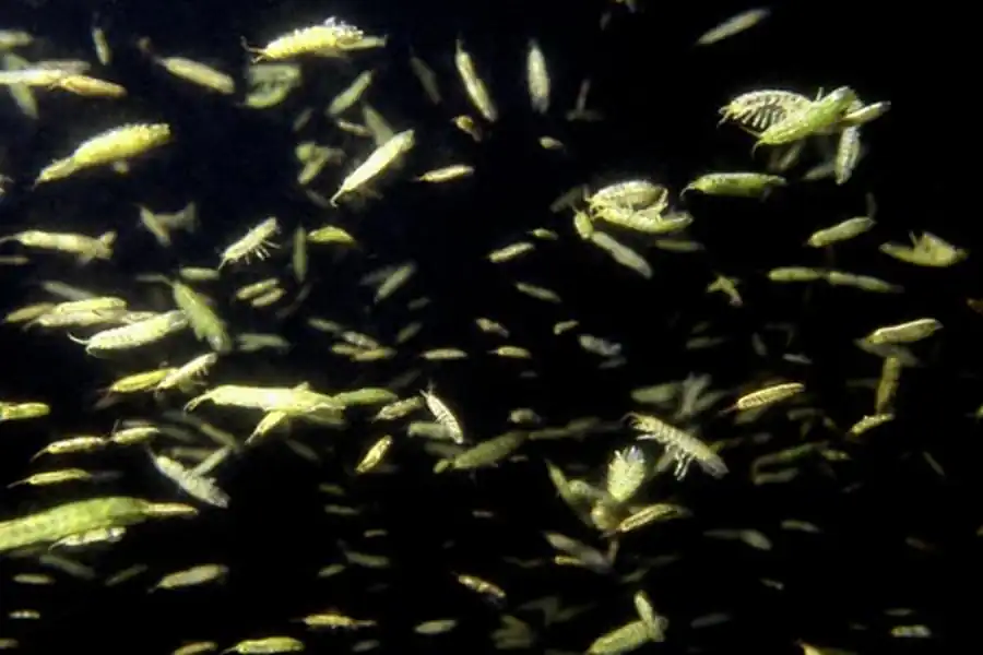 Инфраотряд TYLOMORPHA Vandel, 1943 Инфраотряд TYLOMORPHA Vandel, 1943