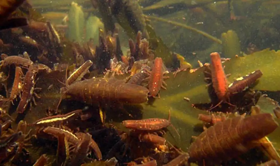 Tylos granuliferus Budde-Lund, 1885 Tylos granuliferus Budde-Lund, 1885