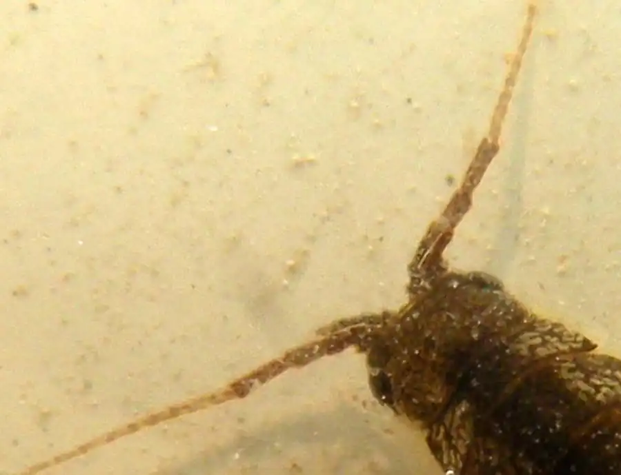 Инфраотряд LIGIAMORPHA Vandel, 1943 Инфраотряд LIGIAMORPHA Vandel, 1943