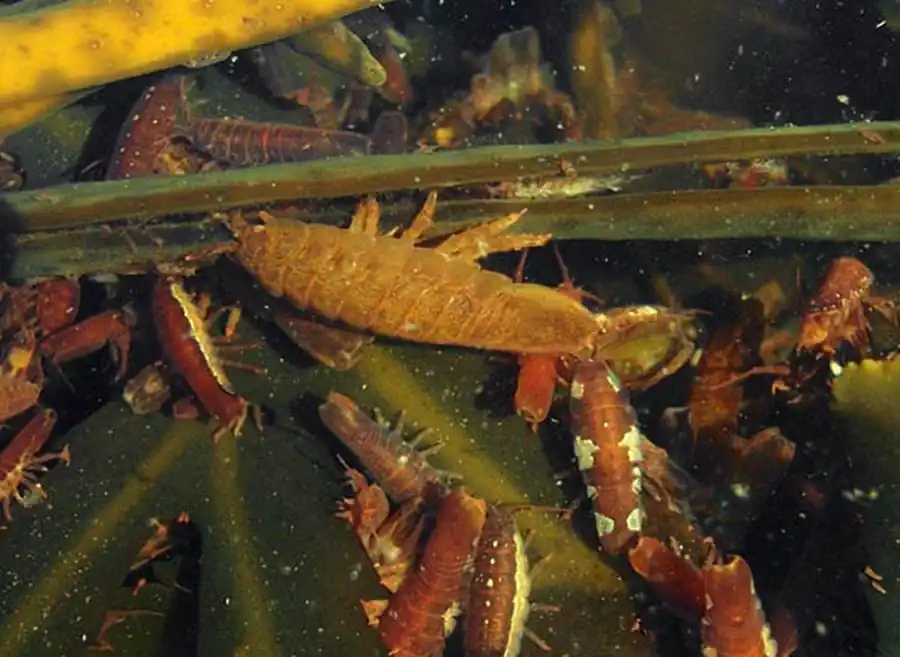 Ligia cinerascens Budde-Lund, 1885 Ligia cinerascens Budde-Lund, 1885