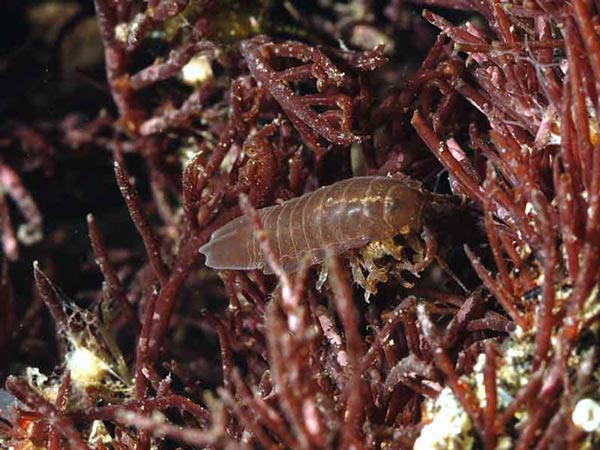 Секция CRINOCHETA Legrand, 1946