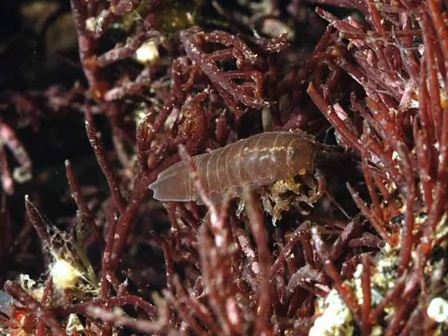 Секция CRINOCHETA Legrand, 1946 Секция CRINOCHETA Legrand, 1946