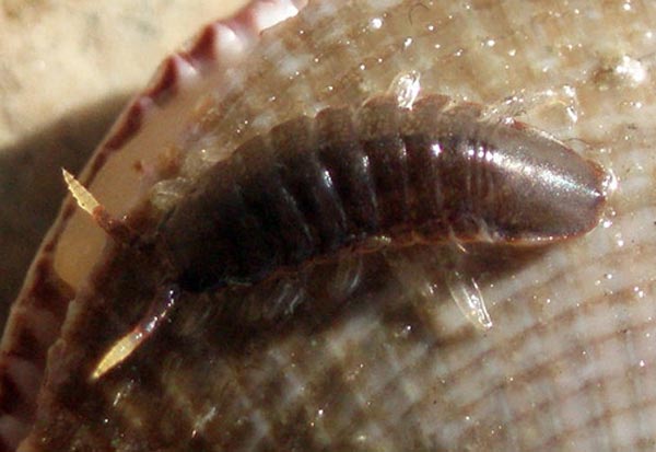 Detonella papillicornis (Richardson, 1904)