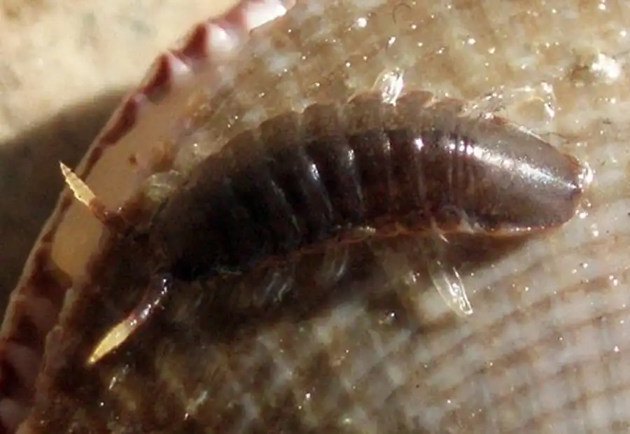 Detonella papillicornis (Richardson, 1904) Detonella papillicornis (Richardson, 1904)