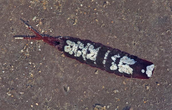 Род Armadilloniscus Uljanin, 1875