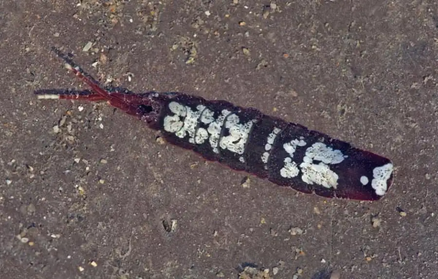 Род Armadilloniscus Uljanin, 1875 Род Armadilloniscus Uljanin, 1875