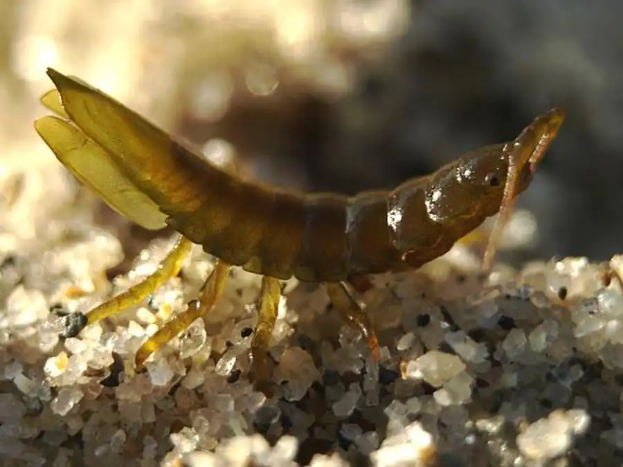 Ключ для определения подотрядов отряда Isopoda Ключ для определения подотрядов отряда Isopoda