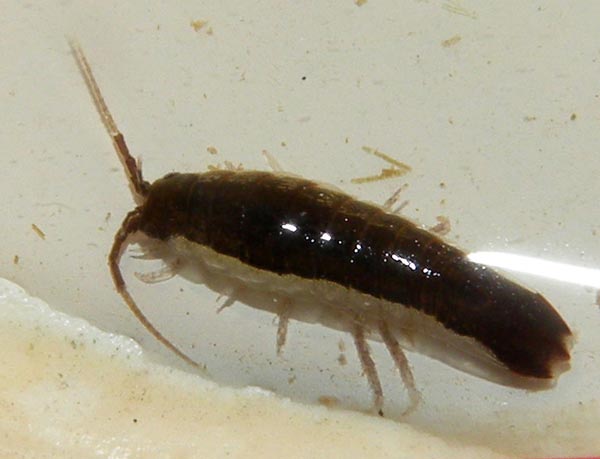 Семейство PORCELLIONIDAE Brandt et Ratzeburg, 1831