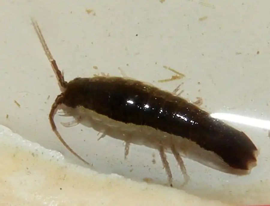 Семейство PORCELLIONIDAE Brandt et Ratzeburg, 1831 Семейство PORCELLIONIDAE Brandt et Ratzeburg, 1831